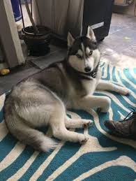 Kalau biasanya anjing siberian husky ini narik kereta salju, sekarang dipakai untuk narik sepeda nih. 39 Ide Anjing Husky Terbaik Di 2021 Anjing Husky Anjing Siberian Husky