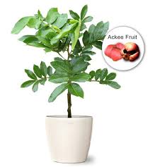 Browse hundreds of fruit producing trees and shrubs. Buy Ackee Fruit Tree Small Wholesale Ackee Plant Blighia Sapida The Ornamental Plant Store