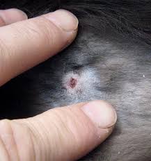 Vomiting is nature's way of permitting a cat to rid his or her stomach of irritating substances. Cat Bite Wound On Cat At 10 Days After Start Of Treatment Photo Tencats Photos At Pbase Com