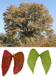 Image result for Colophospermum