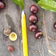 Image result for Pouteria altissima