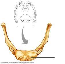 Another Illustration On Where Is The Hyoid Bone Located In Our Body See More Details Here Http Www Learnbones Com Anatomy And Physiology Human Bones Anatomy