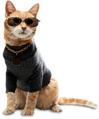The cheapest pets to own are often small, demand little attention, and are the easiest to care for, and that's definitely true of ants. Ten The No Kill Cat Nation