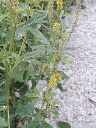 Image result for Melilotus indicus