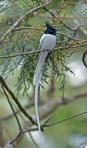 Asian Paradise Flycatcher Flycatcher Nandi Hills Asian