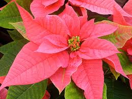Are cats allergic to poinsettia flowers. The Not So Deadly Poinsettia Finegardening