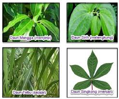 Terdapat 3 jenis daun ganja yang berbeza dengan kategori yang berbeza iaitu indica, sativa dan hybrid. Bagian Bagian Dari Tumbuhan Beserta Fungsinya Parts Of Plants Pustakapengetahuan Com