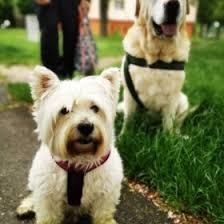Best dog treats we like: 10 Best Westie Breeders In The United States 2021 We Love Doodles