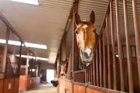The optimal amount or the required amount of horses' feeds greatly depend on its total weight. Monday Myth Horses Need To Be Fed At The Same Time Every Day