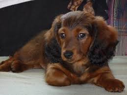 Pin By Terri Borkgren On Dachshund Puppy Dachshund Puppy Long Haired Long Haired Dachshund Puppy Pictures