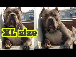 Please contact us for further. Xl American Bully Puppies For Sale Craigslist 07 2021