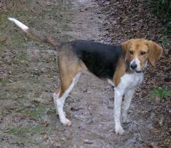 Image result for Harrier dog