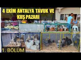 Antalya Tavuk Guvercin Pazari Ne Arasan Var Youtube