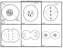 Cell Cycle Mitosis Manipulatives Group By Age Of Innovation Education Products Teachers Pay Teachers Cell Cycle Mitosis Manipulatives