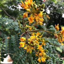Image result for Caesalpinia cassioides