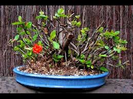 Species Suitable For Chaenomeles Japonica Bonsai Youtube