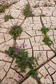 17, 2016 at 6:45 p.m. Superbloom 2016 At Death Valley National Park News Synnatschke Photography