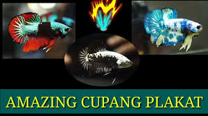 Ikan ini merupakan salah satu jenis ikan cupang yang berasal dari negri gajah putih yaitu thailand. Jenis Ikan Cupang Plakat Part2 Youtube
