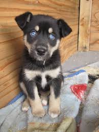 Snooki Is A Husky Aussie Rottweiler Chien Francais Animaux Animaux De Compagnie