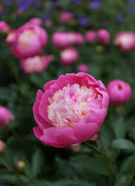 If you are planting peonies in a warm spring or hot summer areas, the best varieties to grow would be early to midseason varieties as the late season varieties may not bloom well if the temperatures become too hot. 5 Tips For Growing Peonies Longfield Gardens