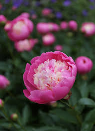 Paeonia japonica, commonly known as peonies, are included in. 5 Tips For Growing Peonies Longfield Gardens