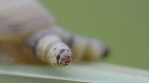 Leucochloridium variae - Wikipedia