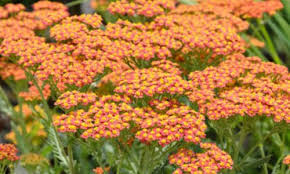 Achillea Yarrow Plants Drought Tolerant Perennials Yarrow Plant