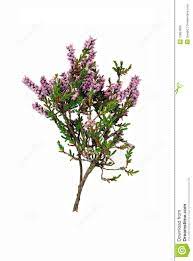 Sprig Purple Heather Isolated 15897806 Jpg 959 1300 Plant Drawing Plants Flower Decorations