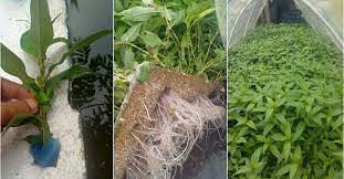 Daun kesum (daun laksa) adalah sejenis tumbuhan yang banyak terdapat di asean. Hanya Guna 3 Bahan Ini Cara Nak Tanam Pokok Daun Kesum Tanpa Guna Tanah