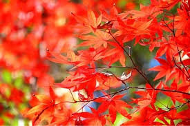2.7 out of 5 stars 21. How To Keep Japanese Maple Trees Small Urban Garden Gal