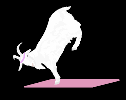 Maybe you would like to learn more about one of these? Edina Hosts A Yoga Class For Both Goats And Humans Edina Zephyrus