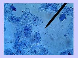 Epithelial cell culture, primary cells, defined medium Chapter 4 Structure And Function Of The Cell Cell The Smallest Unit Able To Carry Out All The Life Activities Of An Organism Ppt Download