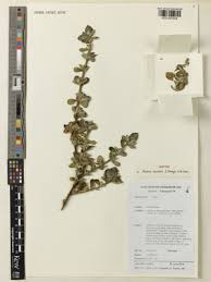 Image result for Englerina muerensis