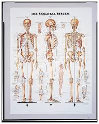 Anatomical Chart Series Body Systems Teaching Supplies