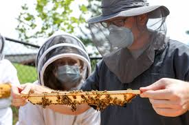Vet Med Bees Uga Cooperative Extension