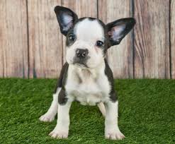 They normally have a longer snout than their french bulldog parent, but they still retain the frenchie's bat. Frenchton For Adoption
