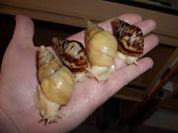Achatina Reticulata Albino Jadatzi Pet Snails Snail Giant African Land Snails