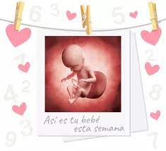 Semana 26 De Embarazo Se Pone En Posicion Fetal
