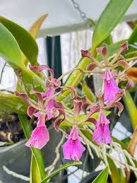 Image result for Rangaeris