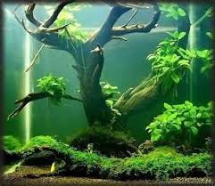 Akvaryum Kurarken Ornek Alabileceginiz Bitkili Akvaryum Fotograflari Akvaryum Bitkiliakvaryum Bitkili Ornek Biotopeaquarium Akvaryum Akvaryumlar Fotograf