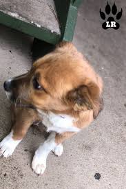 The german shepherd mix can have any or all of these characteristics plus any characteristics from the other parent breed in the mix. The German Shepherd Lab Mix Shepador Labrottie Com