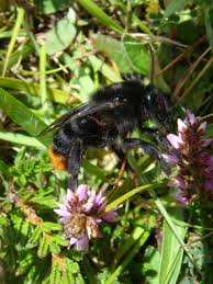 Image result for Bombus rupestris