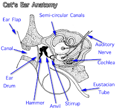 Domestic cats are often called 'house cats' when kept as indoor pets. Cat Anatomy Facts For Kids Poc