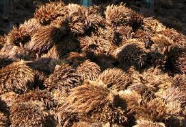 The residues from oil palm especially empty fruit bunch (efb) may cause environmental pollution. Lipi Develops Hand Sanitizer From Oil Palm Empty Fruit Bunch Bpdp