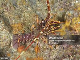 Image result for Palinurus elephas