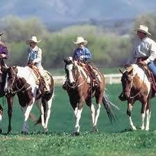 The Paint Horse Expert Advice On Horse Care And Horse Riding