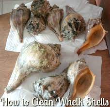 It should remove the debris. How To Clean And Preserve Conch Shells The Classy Chics Cleaning Sea Shells Conch Shell Shells Diy