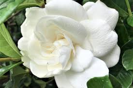 Image result for Gardenia