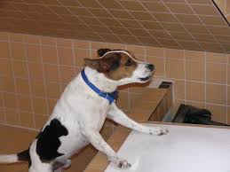 Ich weiß wie du dich fühlst, du musst ein stück aus. Wurde Jacko Gegen Den Willen Seines Halters Eingeschlafert Schwarzenbruck Lauf Nordbayern