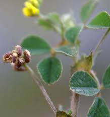 Image result for Medicago laciniata